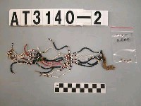 藏品(珠串頸飾)的圖片